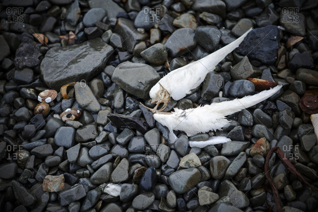 Detached wings of a white bird in Antarctica