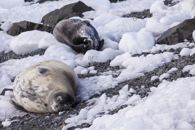 Weddell Seals lying in the snow in Antarctica