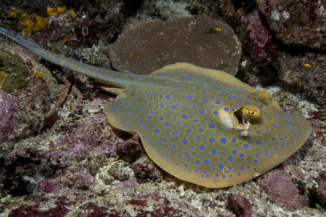 Blue-spotted stingray resting on the ocean floor