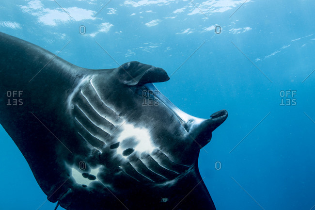 Giant manta ray, seen at Manta alley dive site, Indonesia