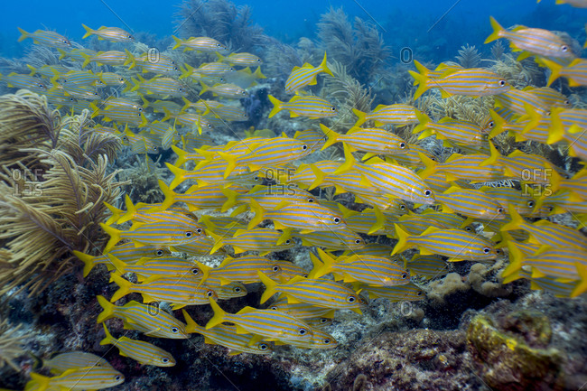 Marine sanctuaries promote protection of marine life, such as these Smallmouth grunts