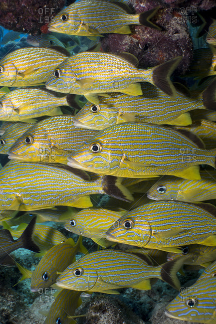 School of Blue- striped grunts hover near a coral overhang