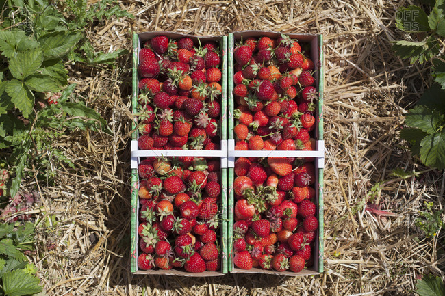 Freshly harvested strawberries in field