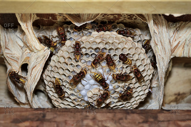 European hornets