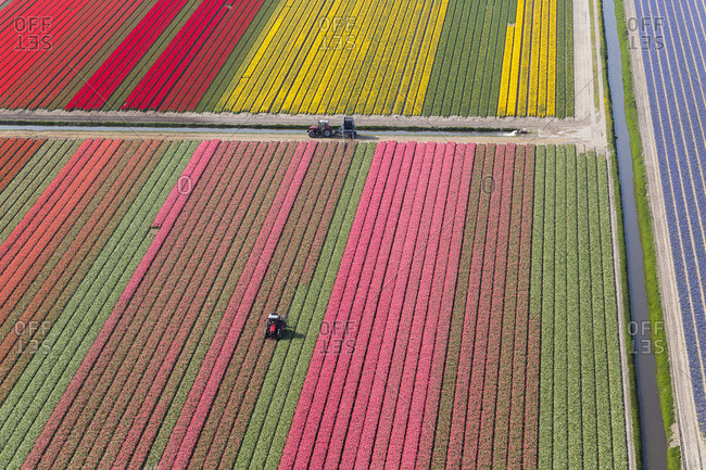 Tractor in tulip fields, North Holland, Netherlands
