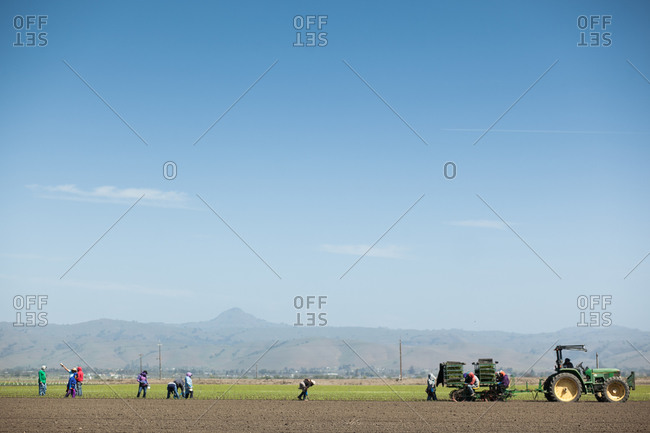 Workers harvesting crops, Salinas, California
