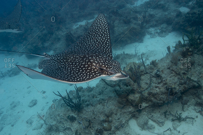 Spotted eagle ray (Aetobatus narinari) gliding across a coral reef in Key Largo