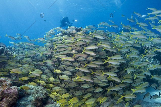 Schooling fish at a dive site known as Snapper Ledge in the Florida Keys