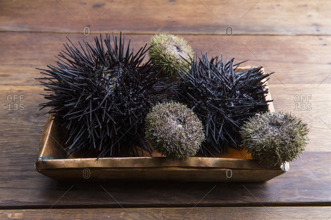 Sea urchins on a wooden table