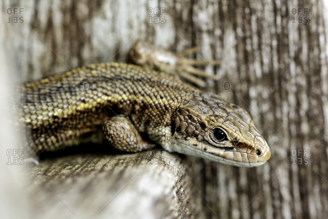 Common lizard, sitting on wood, Zootoca vivipara