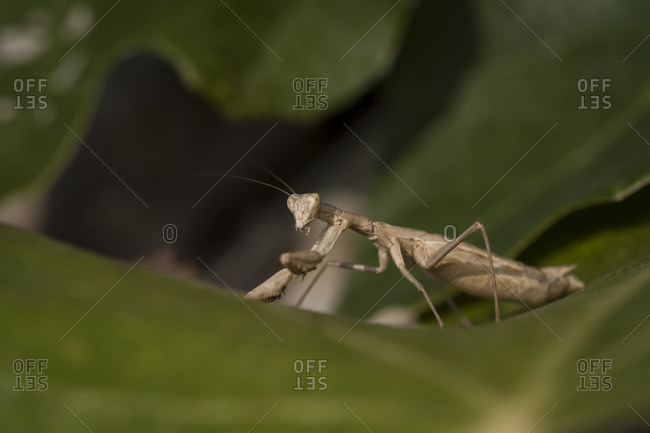Praying mantis, Mantis religiosa, on leaf
