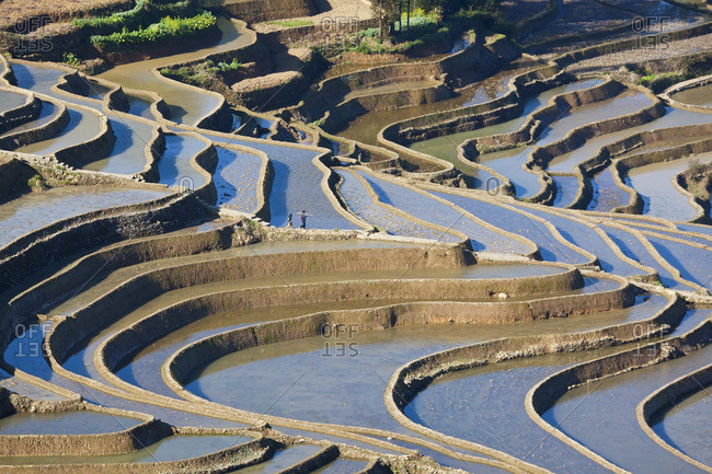 Rice terraces, Yuanyang County, Honghe, Yunnan Province, China