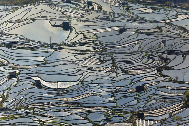 Reflections of water filled rice terraces, Yuanyang County, Honghe, Yunnan Province, China