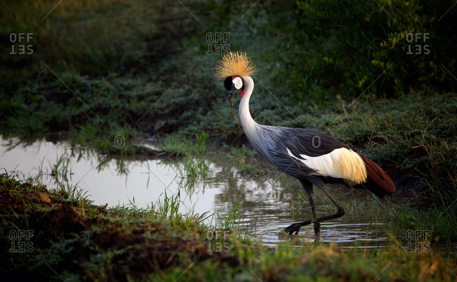Grey crowned crane standing in a stream
