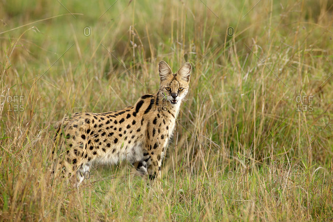 A serval from Masai Mara area, Kenya