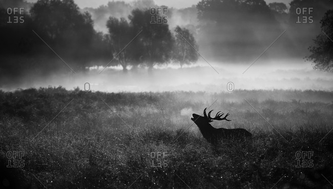Silhouette of a bellowing stag