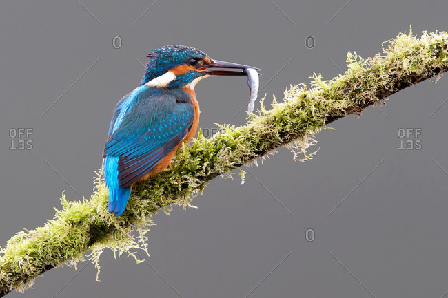 Common Kingfisher perching on a twig with a fish in its beak