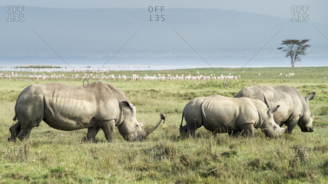 Rhinoceros herd in Masai Mara, Kenya