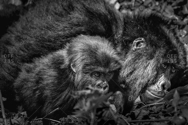 Mountain gorilla and baby of the Virunga National Park, Rwanda