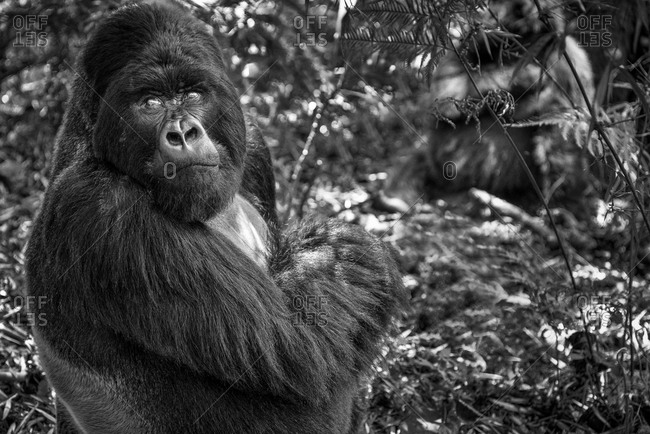 Mountain gorilla of the Virunga National Park, Rwanda