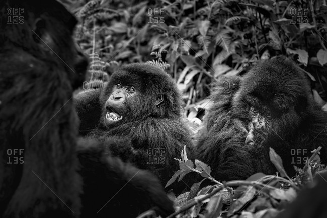 Mountain gorilla family in Virunga National Park, Rwanda