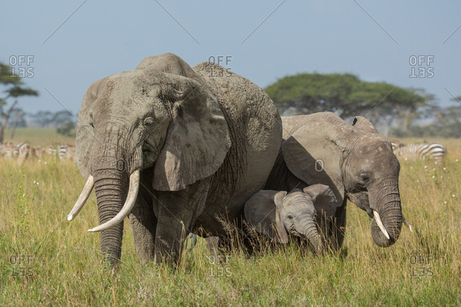 African elephant family in Serengeti National Park, Tanzania