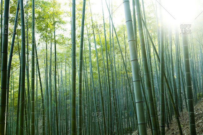 Bamboo forest in Moganshan, China