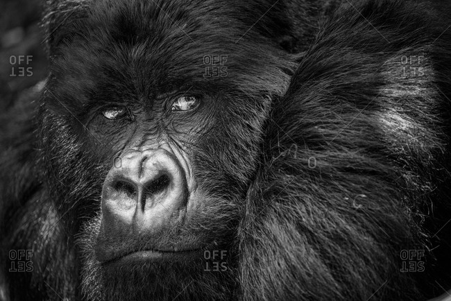 Close up of a mountain gorilla in the Virunga National Park, Rwanda