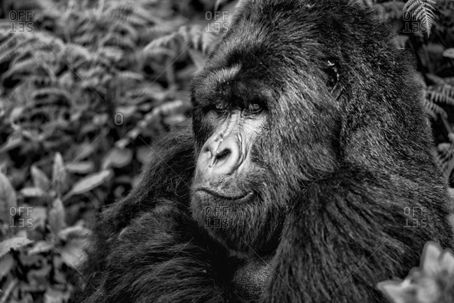 Mountain gorilla in the Virunga National Park, Rwanda