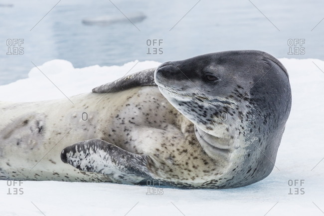 Adult leopard seal (Hydrurga leptonyx) hauled out on ice in Paradise Bay on the western side of the Antarctic Peninsula