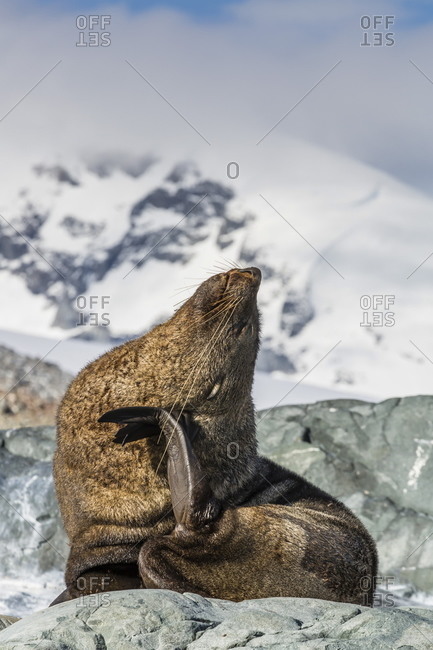 Adult Antarctic fur seal (Arctocephalus gazella)