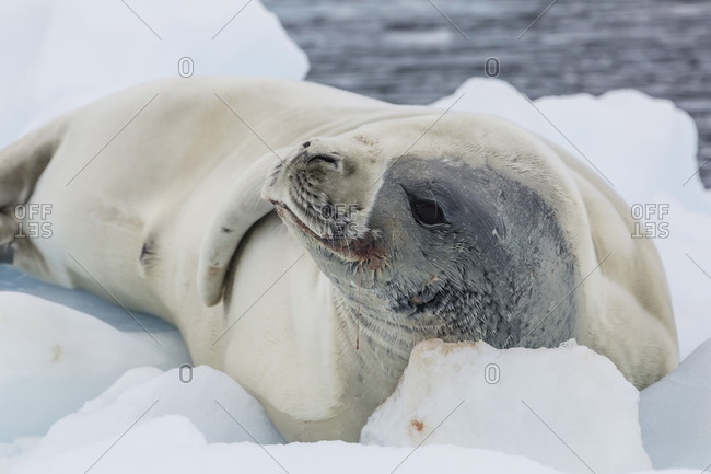 Adult crabeater seal (Lobodon carcinophaga) hauled out on ice floe