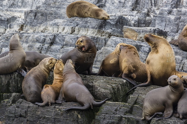 South American sea lions (Otaria flavescens) in breeding colony hauled out on small islets just outside Ushuaia