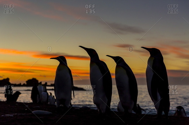 King penguin (Aptenodytes patagonicus) silhouetted at sunrise at breeding colony at Gold Harbor