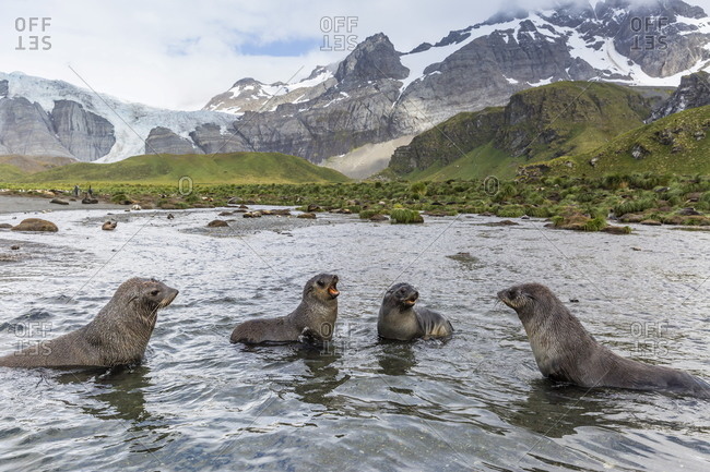 Antarctic fur seal pups (Arctocephalus gazella) mock-fighting in Gold Harbor