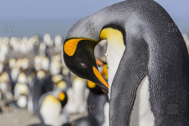 Adult king penguin (Aptenodytes patagonicus) at breeding colony at St. Andrews Bay