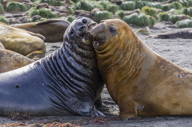 Southern elephant seal bulls (Mirounga leonina) mock-fighting in Gold Harbor