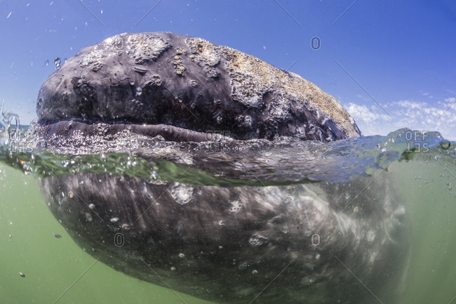 California gray whale (Eschrichtius robustus) approaching Zodiac underwater in Magdalena Bay