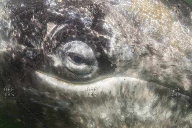 Close up of California gray whale (Eschrichtius robustus) approaching Zodiac underwater in Magdalena Bay