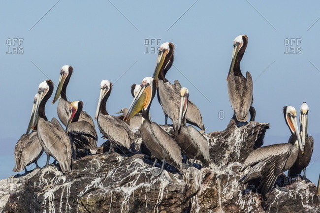 Brown pelicans (Pelecanus occidentalis) in breeding plumage at Isla Rasita