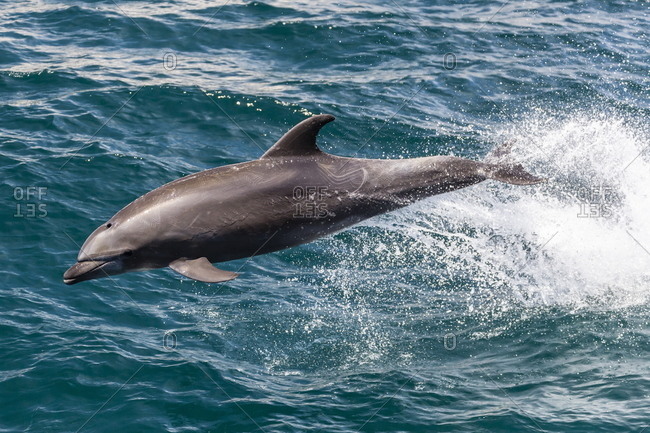 Adult bottlenose dolphin (Tursiops truncatus) leaping in the waters near Isla San Pedro Martir