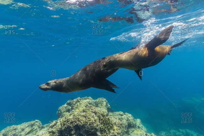California sea lions (Zalophus californianus) underwater at Los Islotes