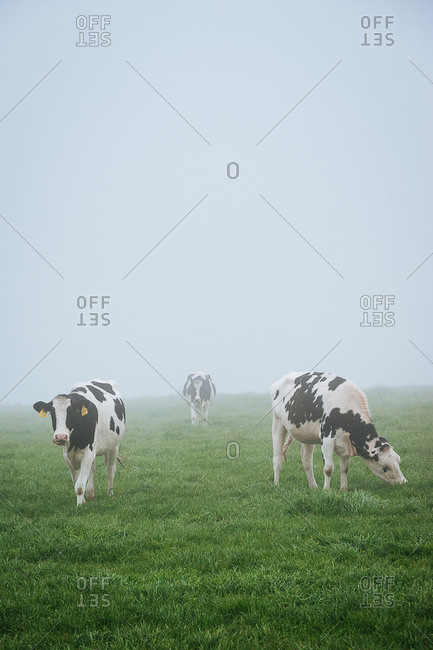 Cattle grazing in a misty field in Point Reyes, California, USA