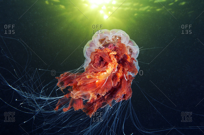 Close up of the tentacles of a Lion\'s Mane Jellyfish
