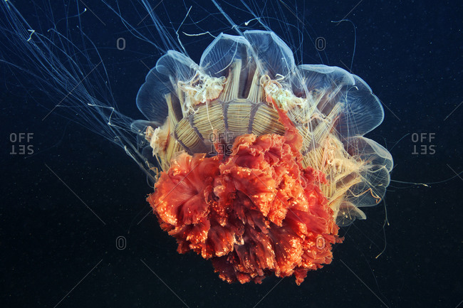 Frilly tentacles of a Lion\'s Mane Jellyfish
