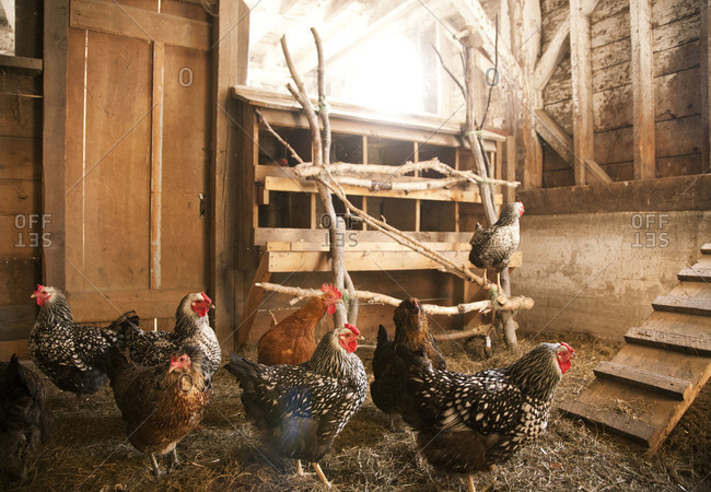 Chickens in hen house in Woodstock, Vermont
