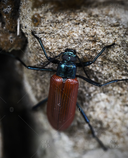 Brown beetle on stone