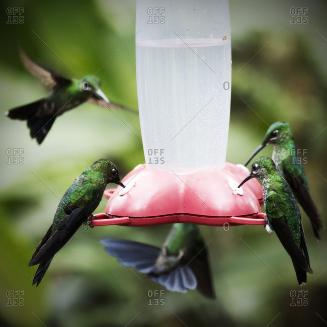 Close up of hummingbirds at a nectar feeder