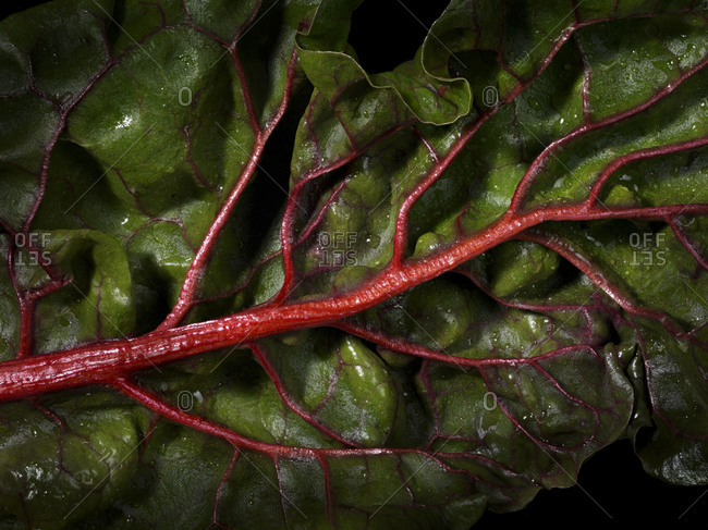 Veins on the back of a chard leaf