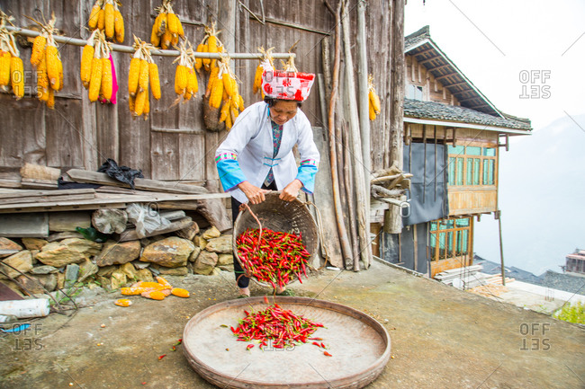 Zhuang woman poring red chili peppers into a large bamboo tray, Guangxi, China